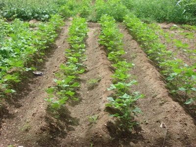 Cotton Furrow 